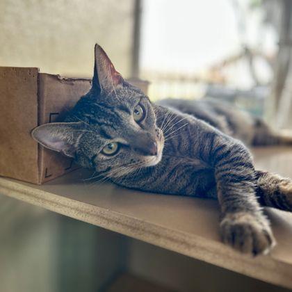 Toyo, a Adoptable Domestic Short Hair in Honolulu, HI image 3/3