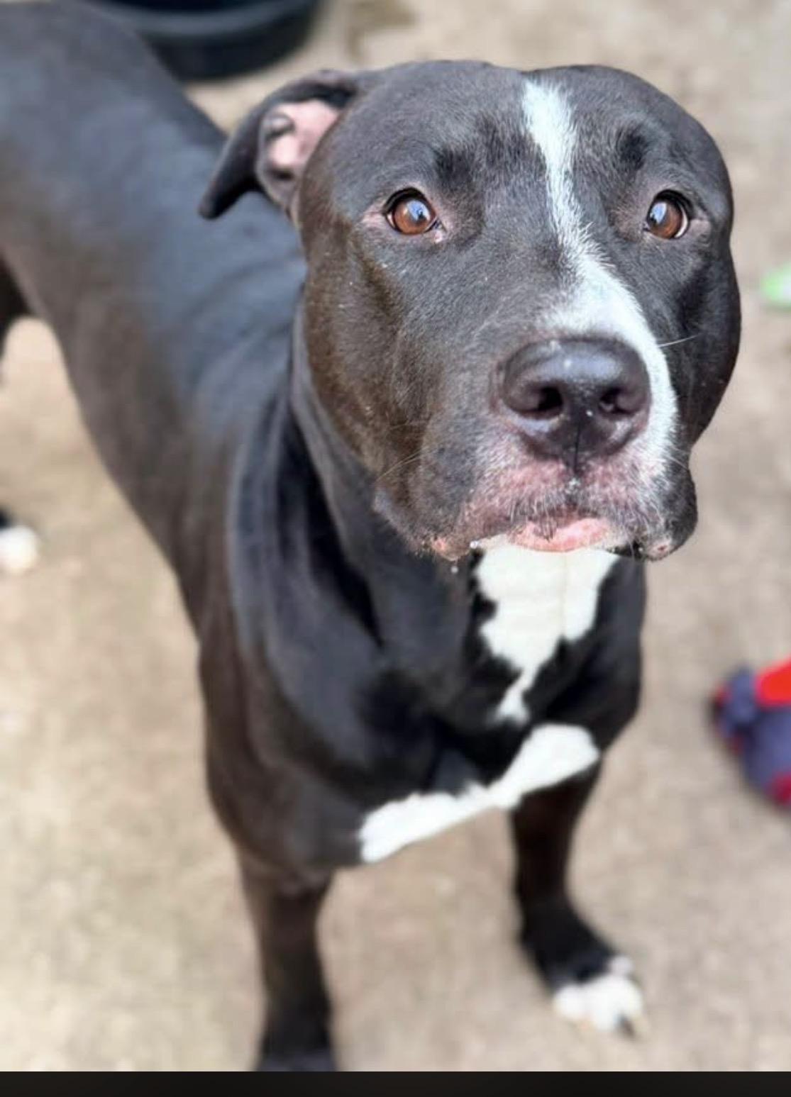 Enlarge Davide, a ADOPTABLE Pit Bull Terrier in Chicago, IL image 2/5