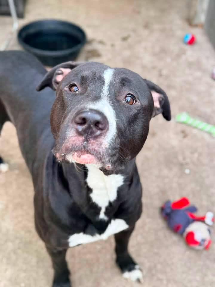 Enlarge Davide, a ADOPTABLE Pit Bull Terrier in Chicago, IL image 3/5
