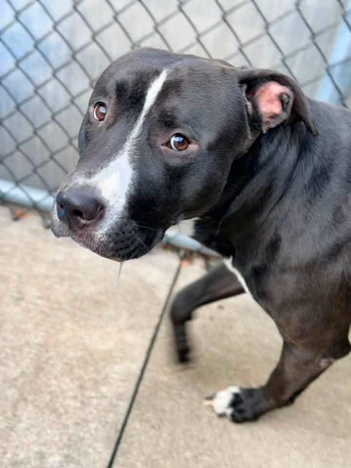 Enlarge Davide, a ADOPTABLE Pit Bull Terrier in Chicago, IL image 4/5