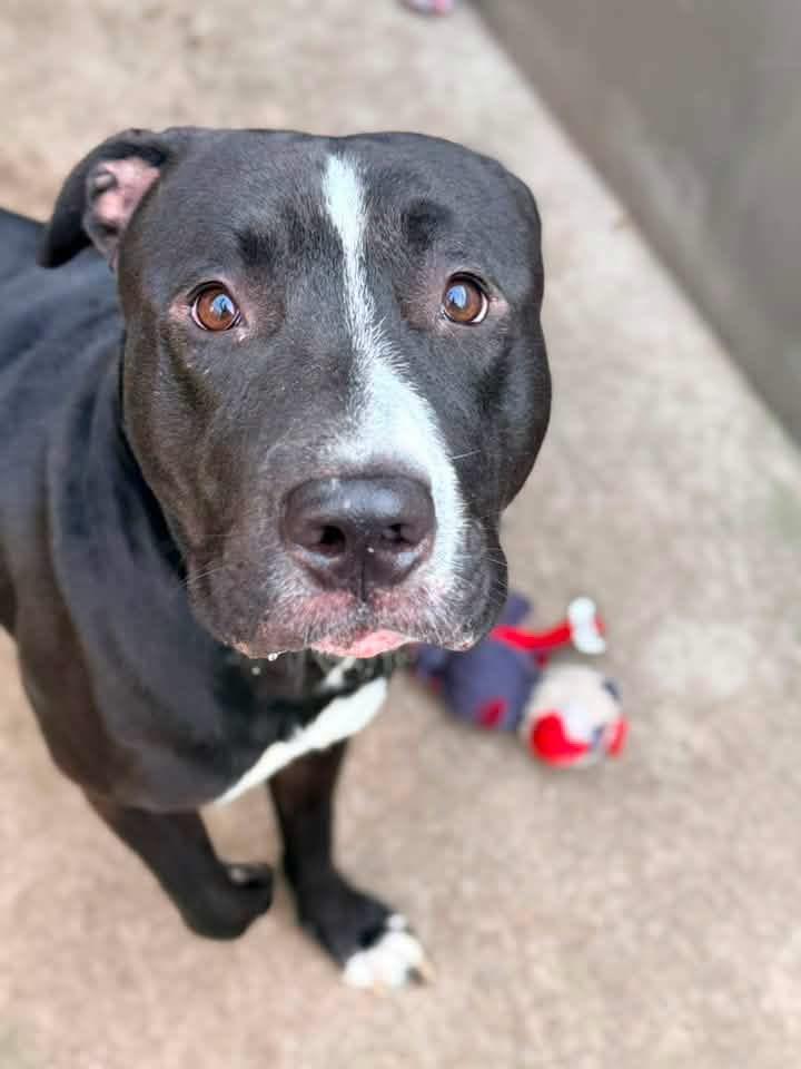 Davide, ADOPTABLE, Adult Male Pit Bull Terrier.