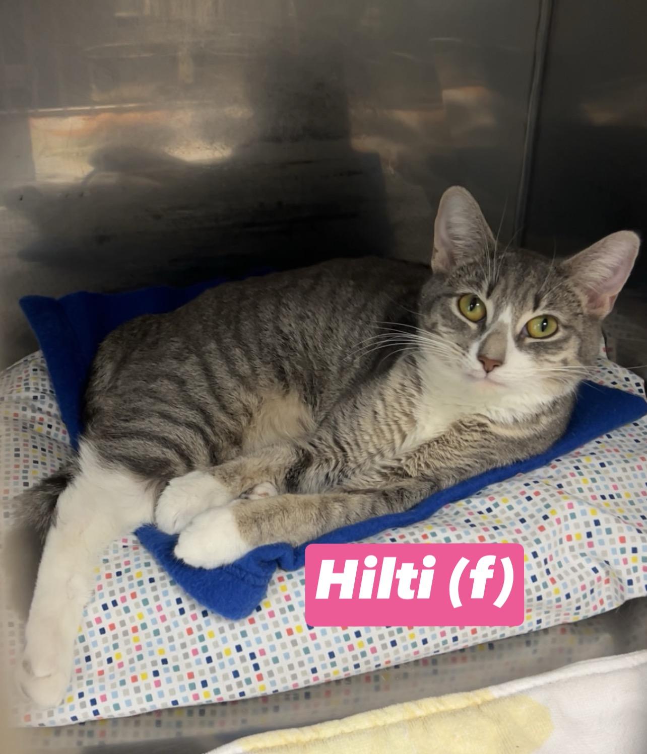 Hilti, Adoptable, Young Female Domestic Short Hair & Russian Blue.