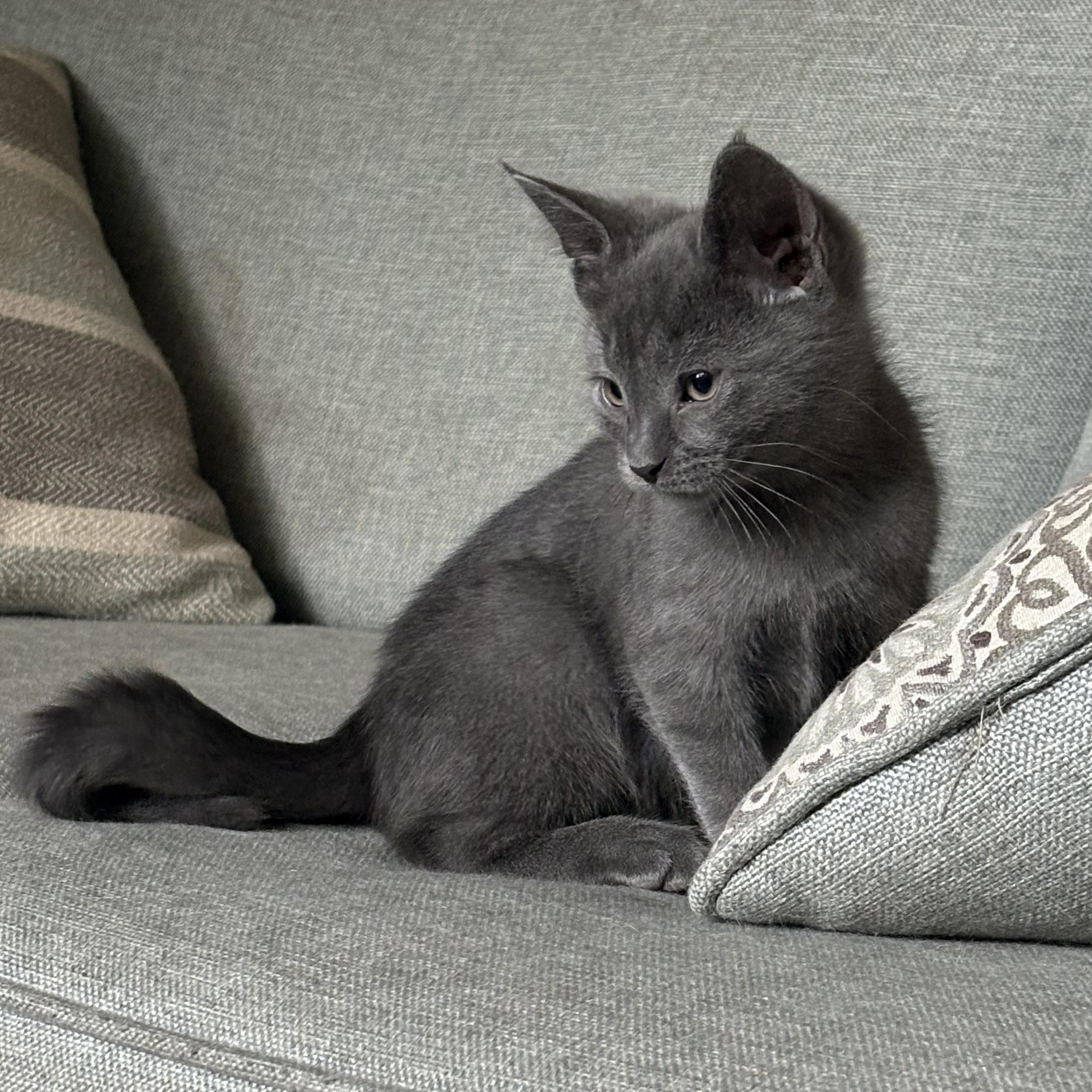 Oikos, Adopted, Kitten Male Domestic Short Hair.