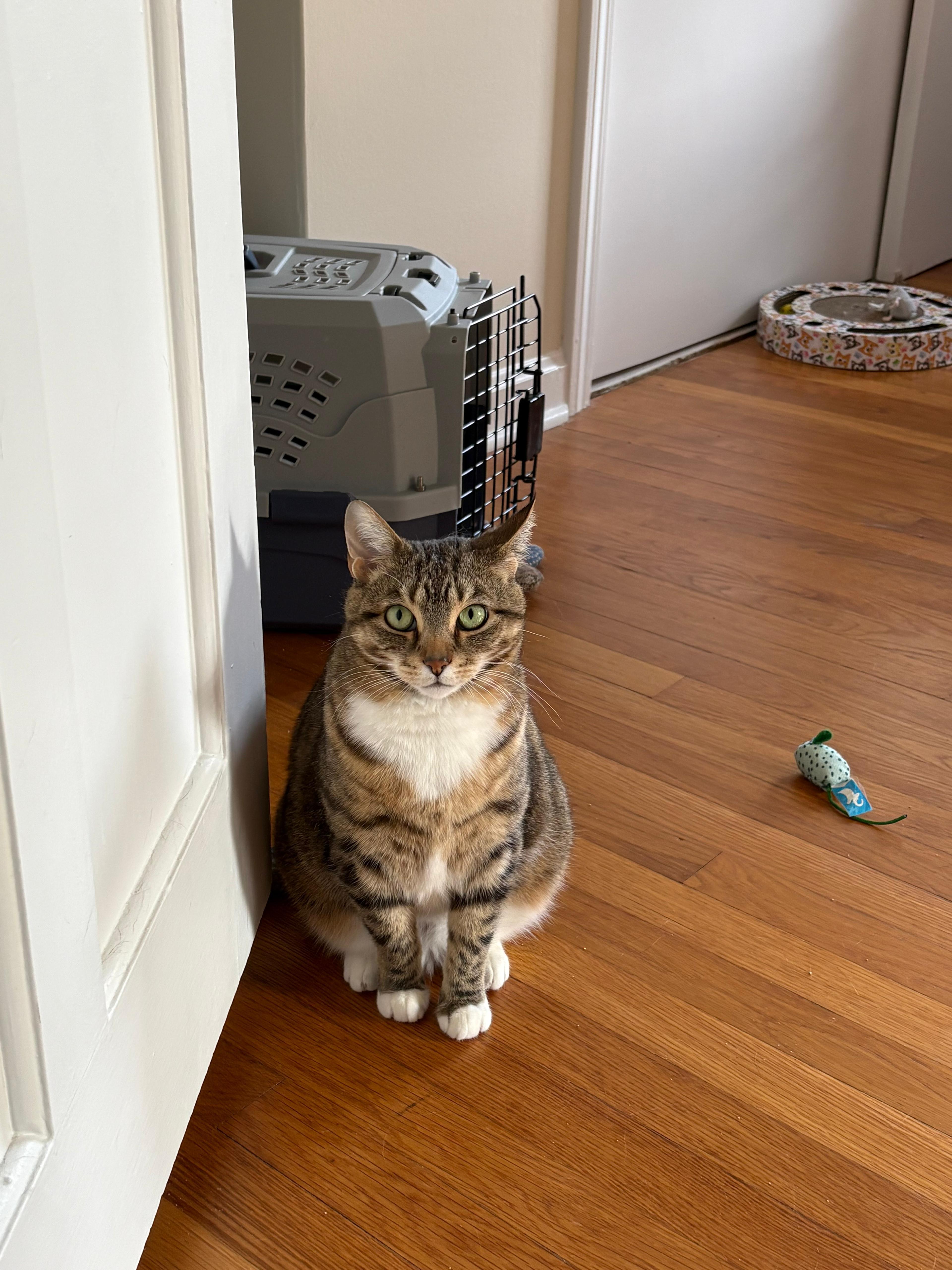 Enlarge Lil Debbie (aka Little Girl), a ADOPTABLE Domestic Short Hair in New Britain, CT image 3/4