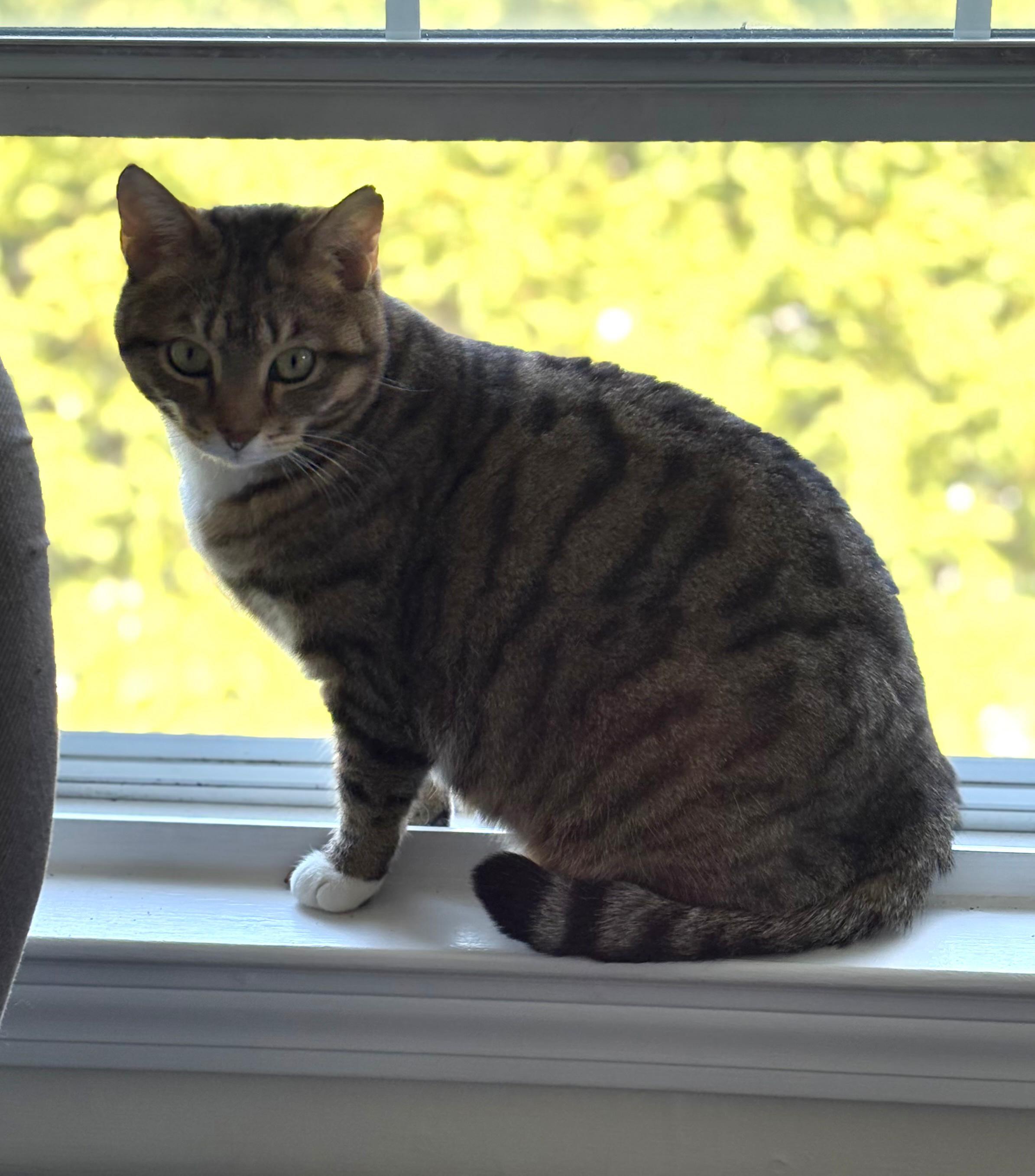 Enlarge Lil Debbie (aka Little Girl), a ADOPTABLE Domestic Short Hair in New Britain, CT image 2/4