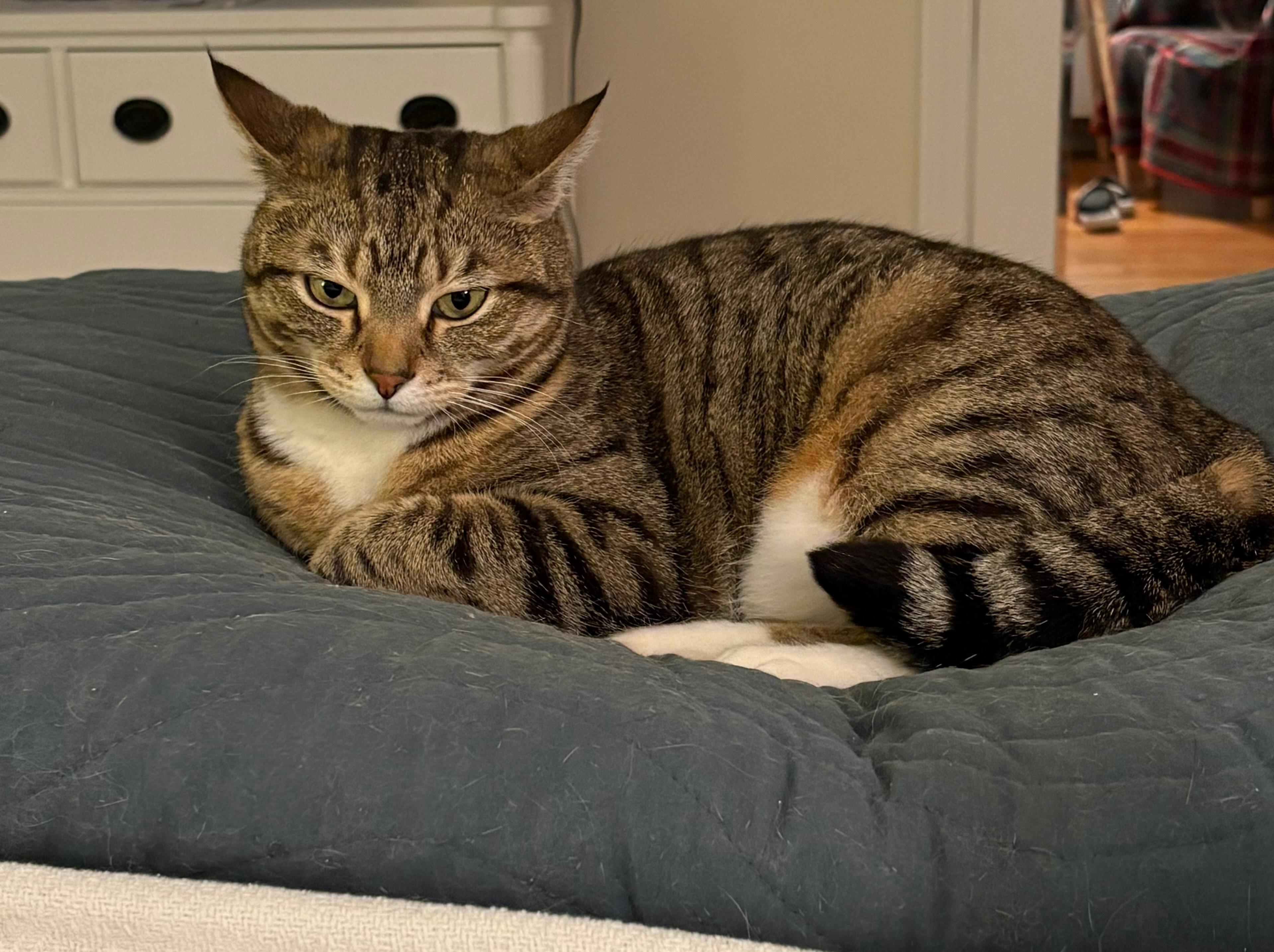 Lil Debbie (aka Little Girl), ADOPTABLE, Adult Female Domestic Short Hair.