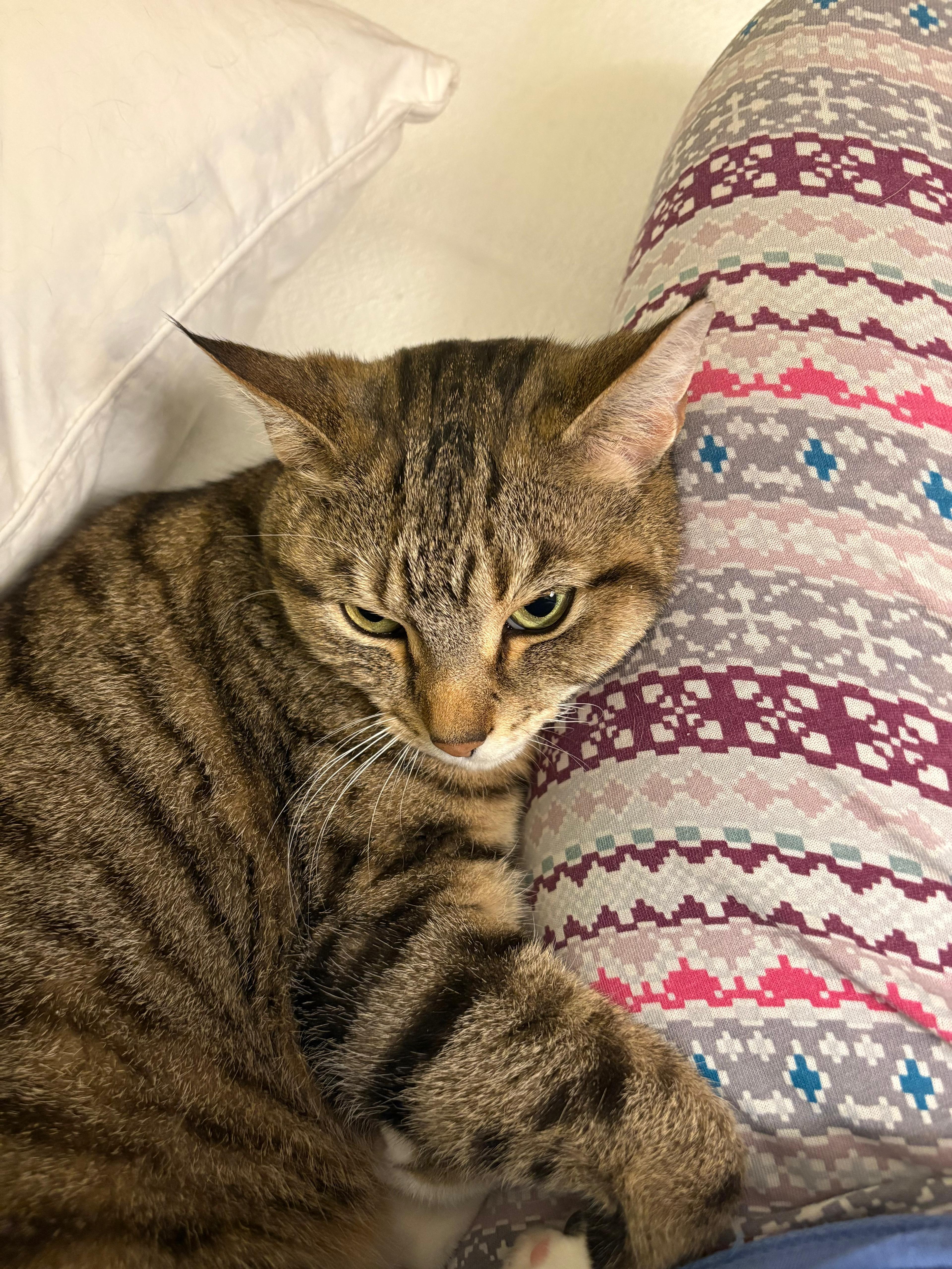 Enlarge Lil Debbie (aka Little Girl), a ADOPTABLE Domestic Short Hair in New Britain, CT image 4/4
