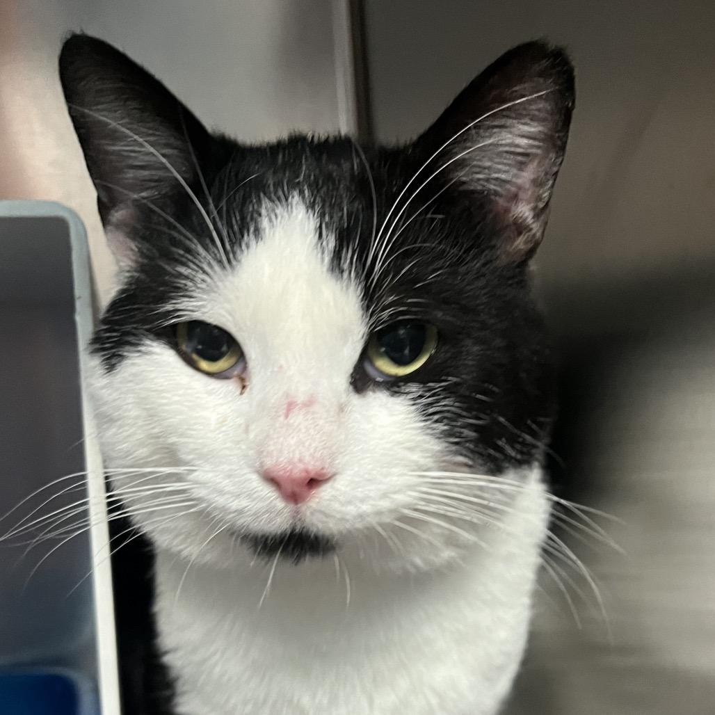 Lawrence, Adoptable, Adult Male Domestic Short Hair.