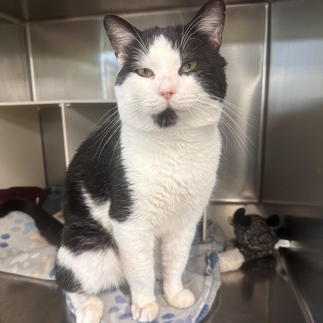 Lawrence, a Adoptable Domestic Short Hair in Vineland, NJ image 2/4