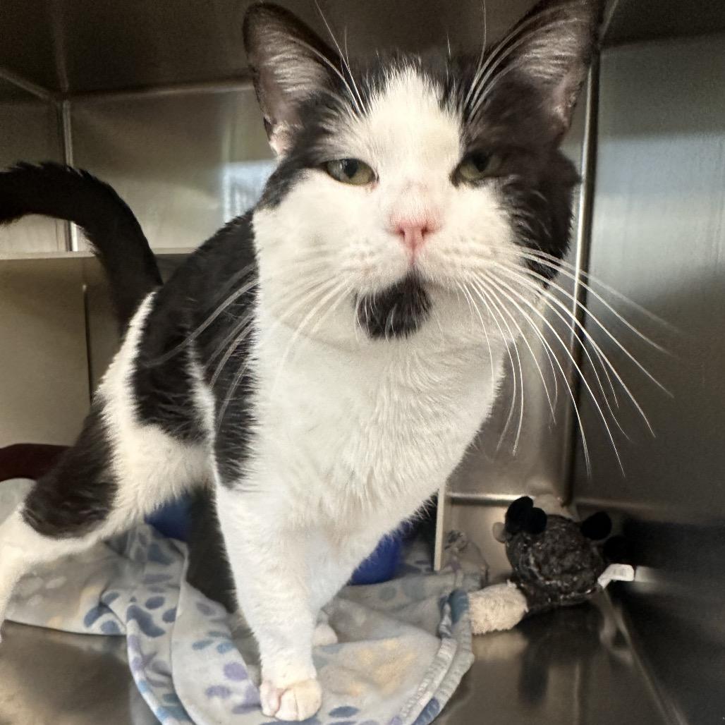 Lawrence, a Adoptable Domestic Short Hair in Vineland, NJ image 3/4