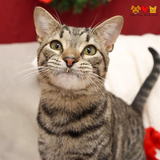 EDGAR, Adoptable, Young Male Domestic Short Hair.