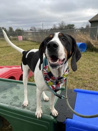 Walter, Adoptable, Adult Male Hound & Mixed Breed.