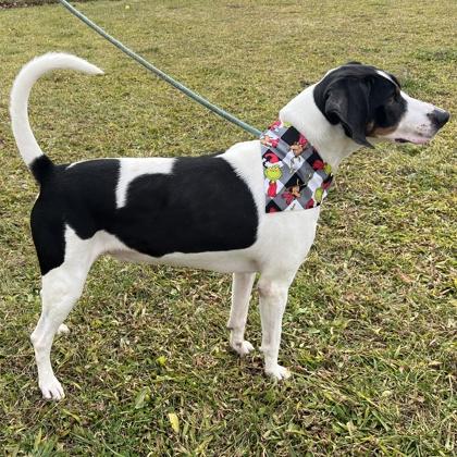 Walter, a Adoptable mixed breed in Quakertown, PA image 2/3