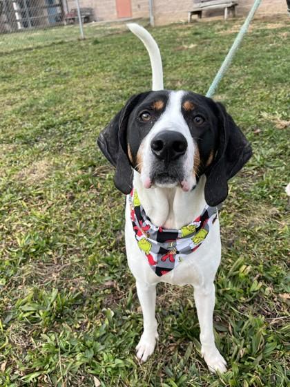 Walter, a Adoptable mixed breed in Quakertown, PA image 3/3