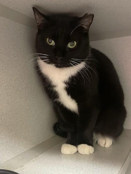 Bunny, a Adoptable mixed breed in Quakertown, PA image 1/3