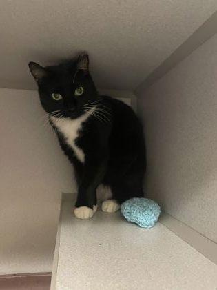 Bunny, a Adoptable mixed breed in Quakertown, PA image 2/3