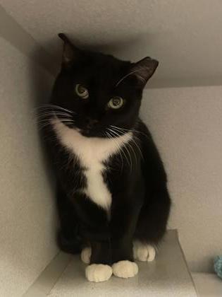 Bunny, a Adoptable mixed breed in Quakertown, PA image 3/3