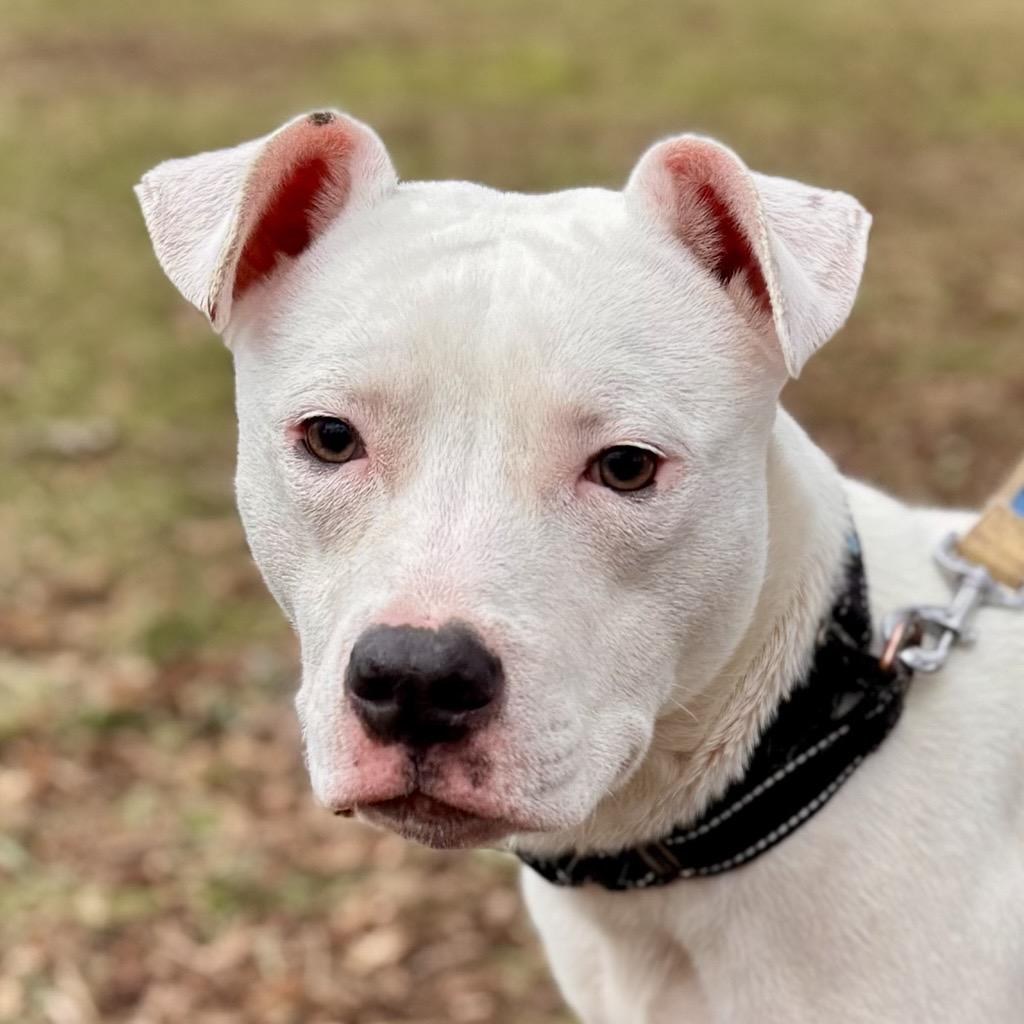 Enlarge Nemo, an adoptable Mixed Breed in Midland, MI image 1/5