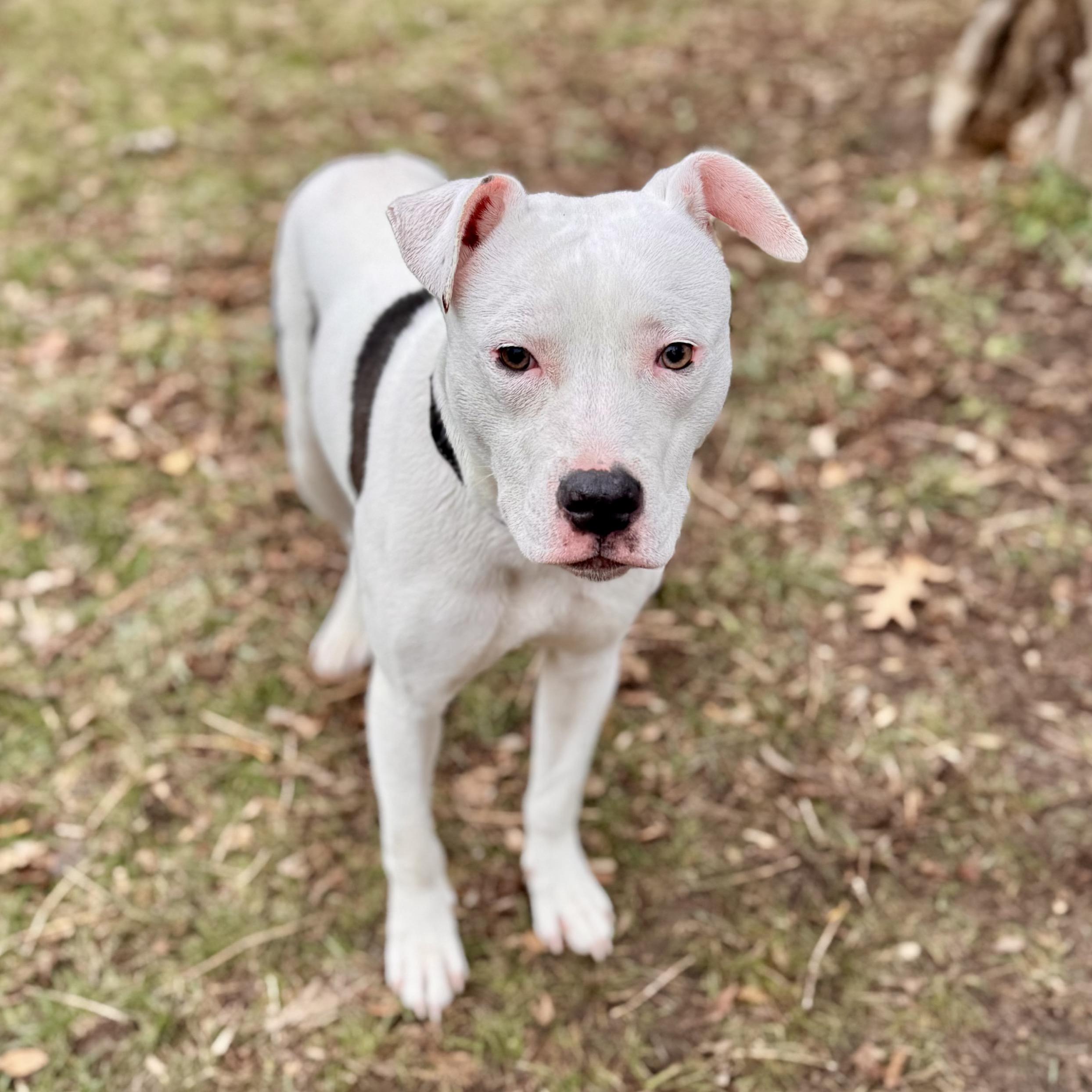 Enlarge Nemo, an adoptable Mixed Breed in Midland, MI image 2/5