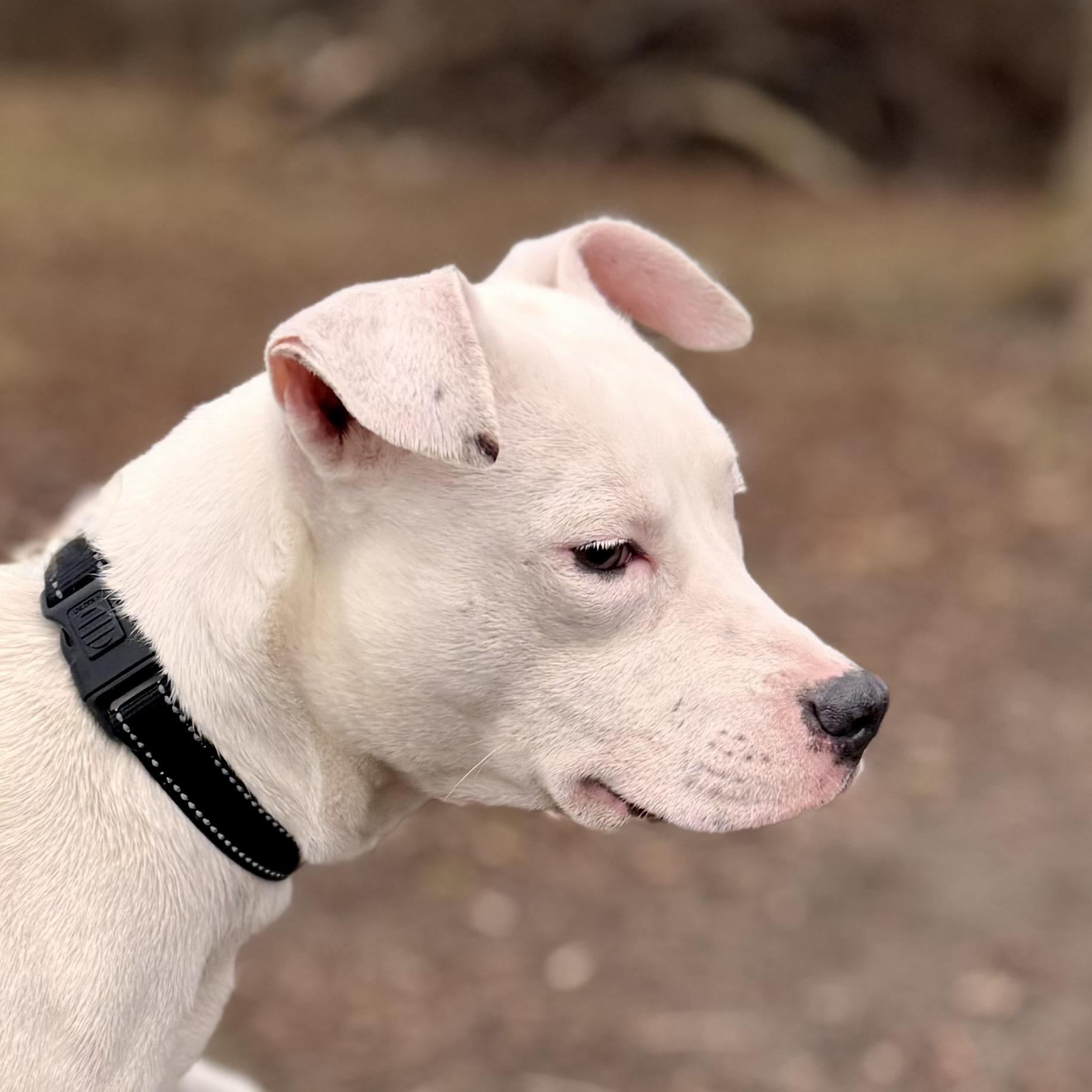 Enlarge Nemo, an adoptable Mixed Breed in Midland, MI image 3/5