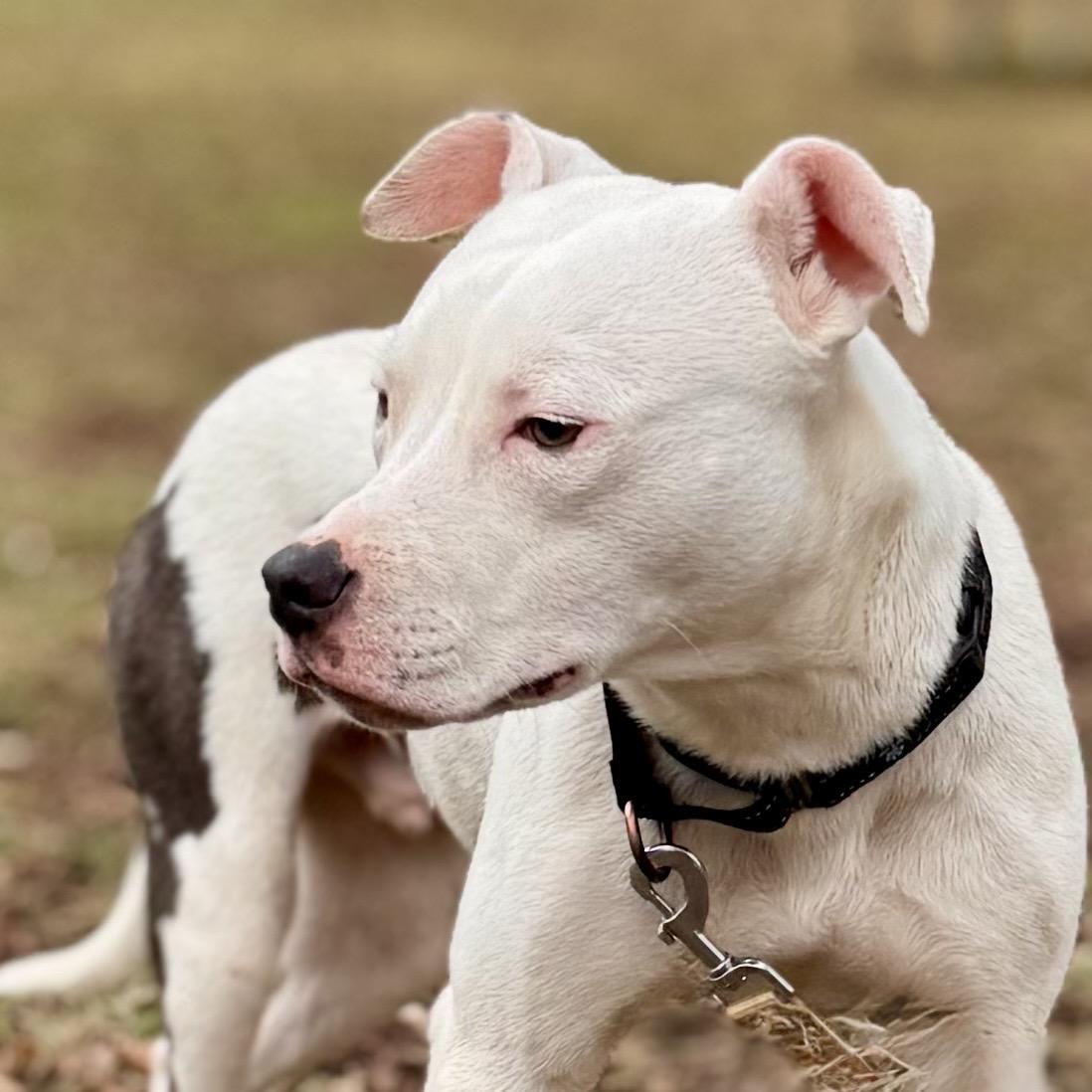 Enlarge Nemo, an adoptable Mixed Breed in Midland, MI image 4/5
