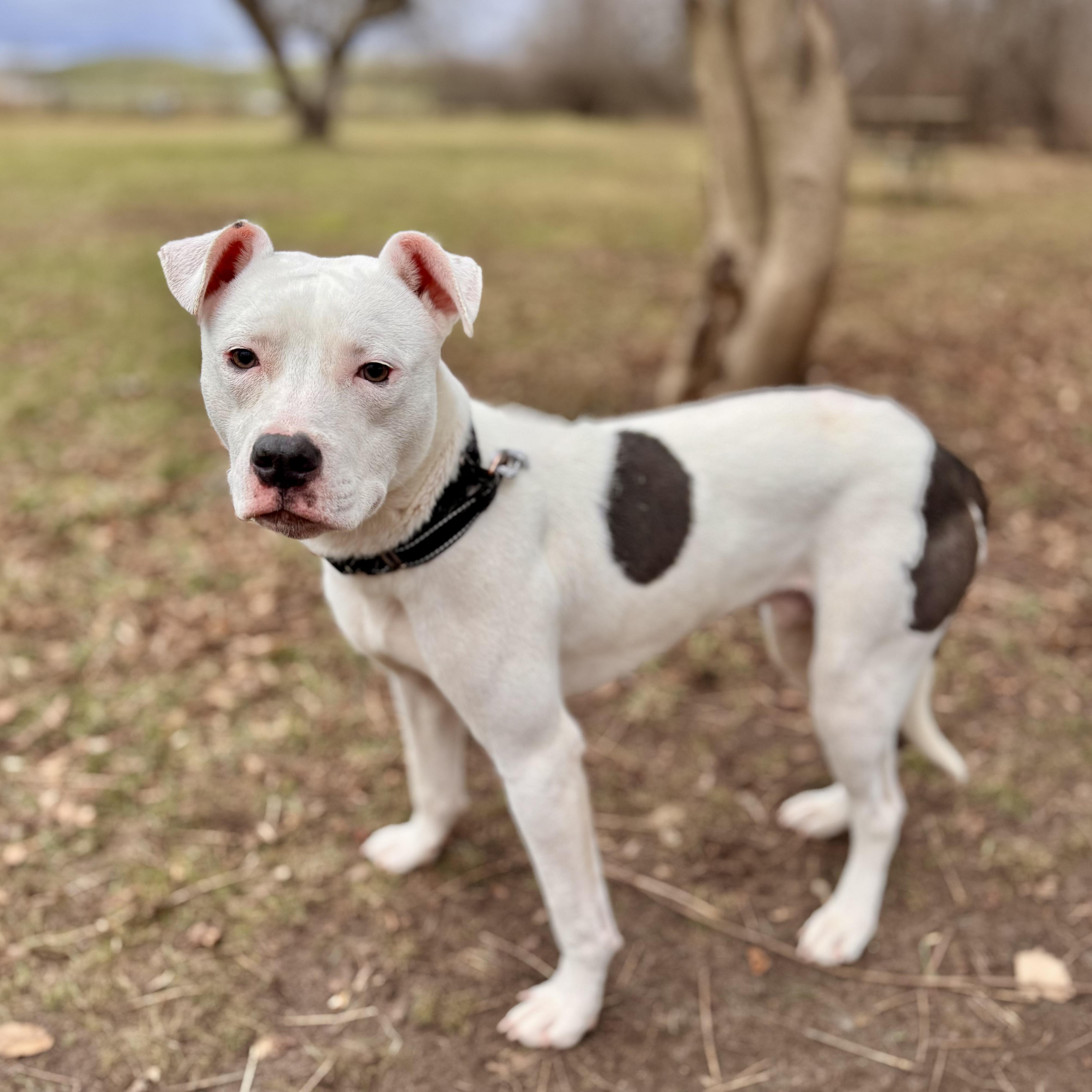 Enlarge Nemo, an adoptable Mixed Breed in Midland, MI image 5/5