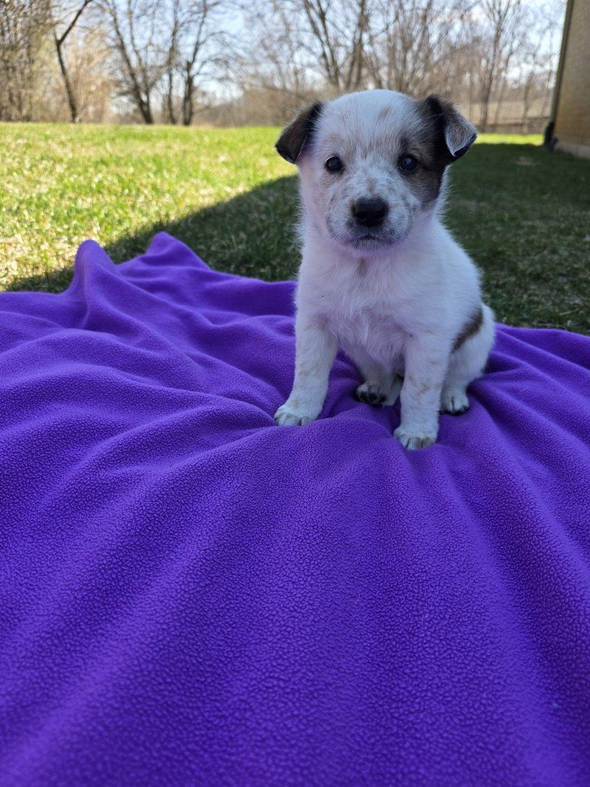 Enlarge Darby, an adopted mixed breed in Orland Park, IL image 4/5