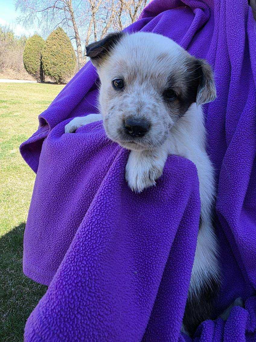 Enlarge Darby, an adopted mixed breed in Orland Park, IL image 3/5