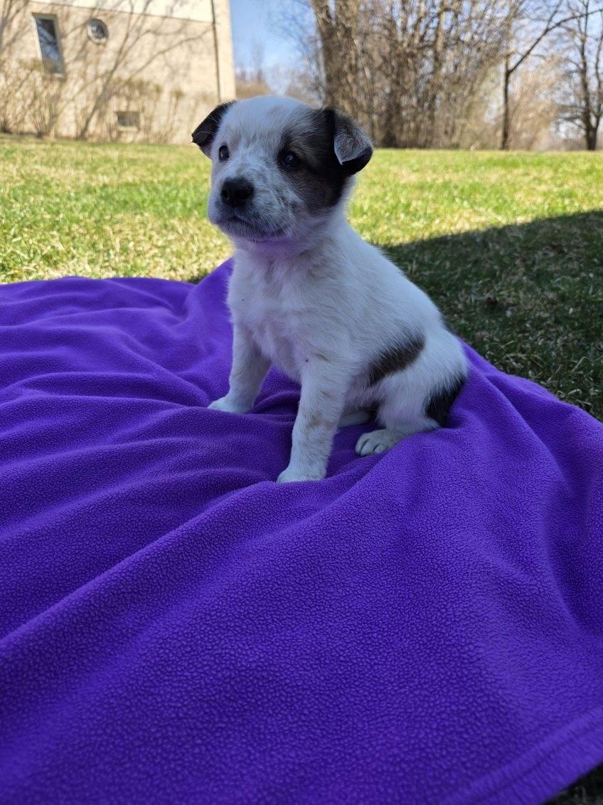 Enlarge Darby, an adopted mixed breed in Orland Park, IL image 2/5