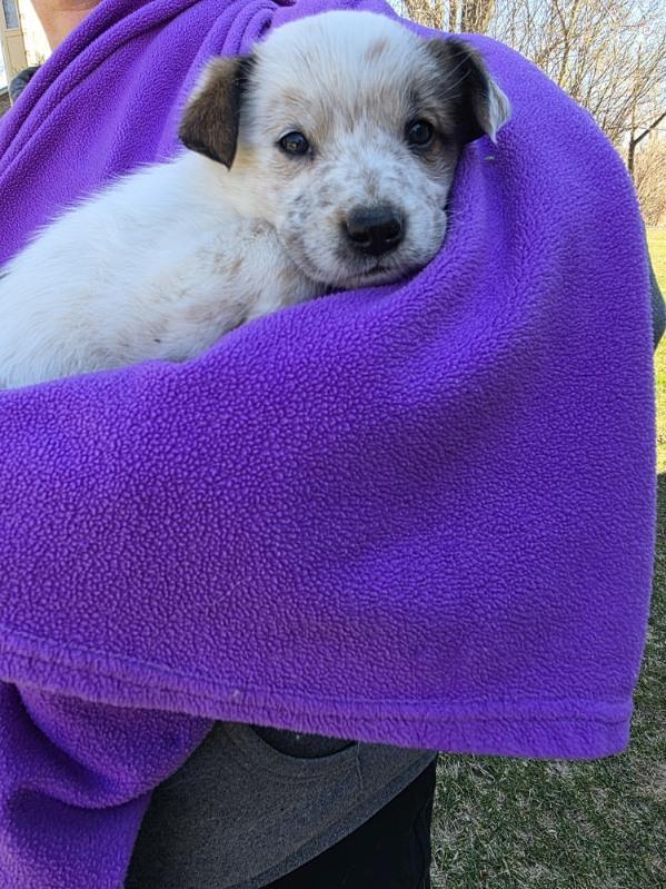 Enlarge Darby, an adopted mixed breed in Orland Park, IL image 5/5