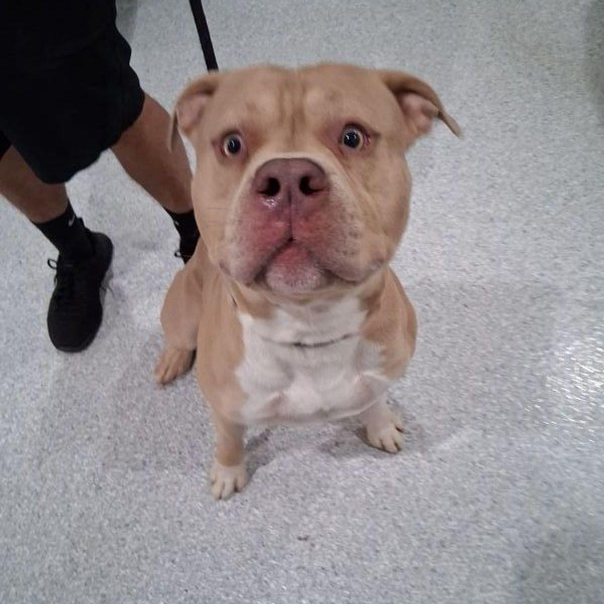 Rocco, Adoptable, Adult Male Pit Bull Terrier.