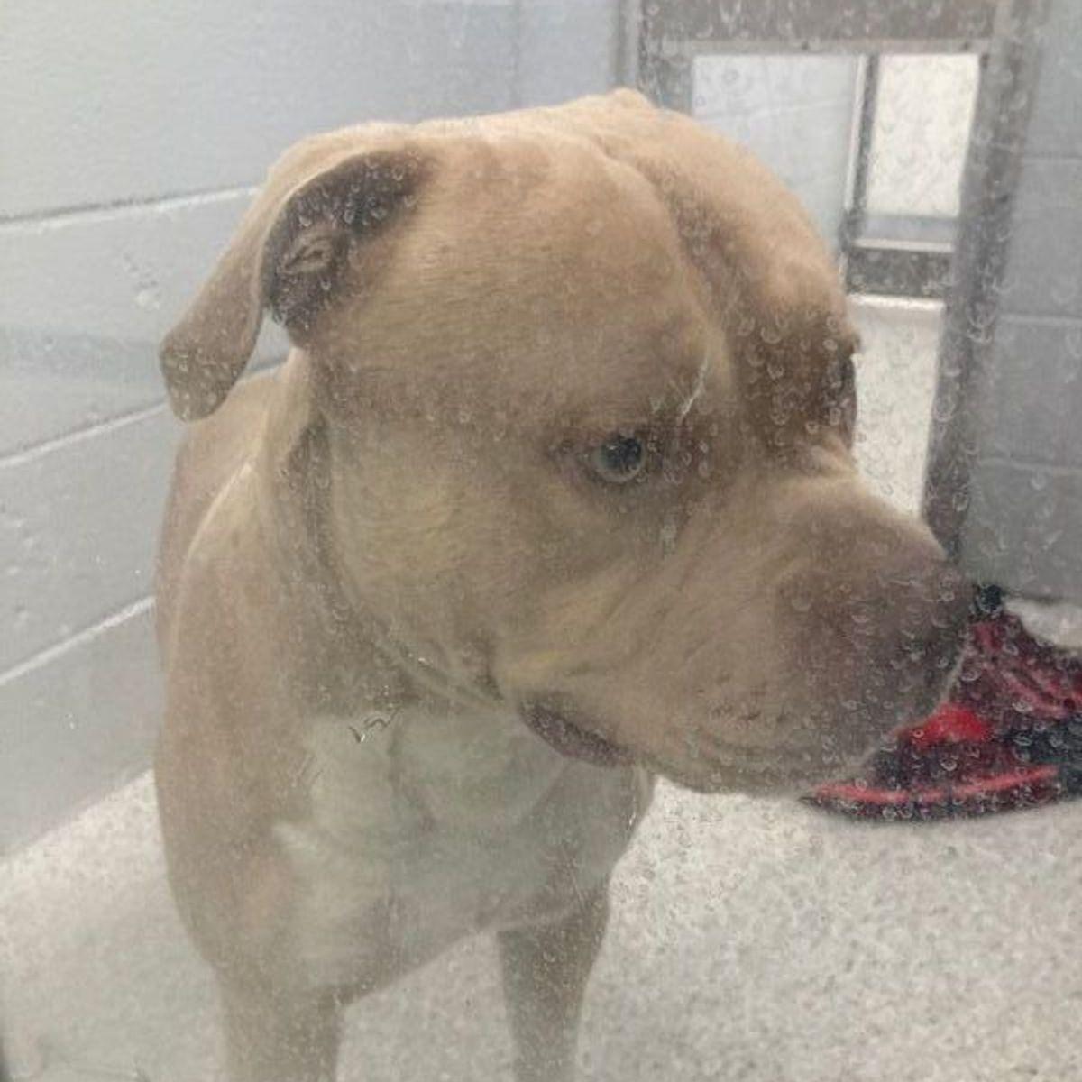 Enlarge Rocco, a Adoptable Pit Bull Terrier in Lake Havasu City, AZ image 2/2