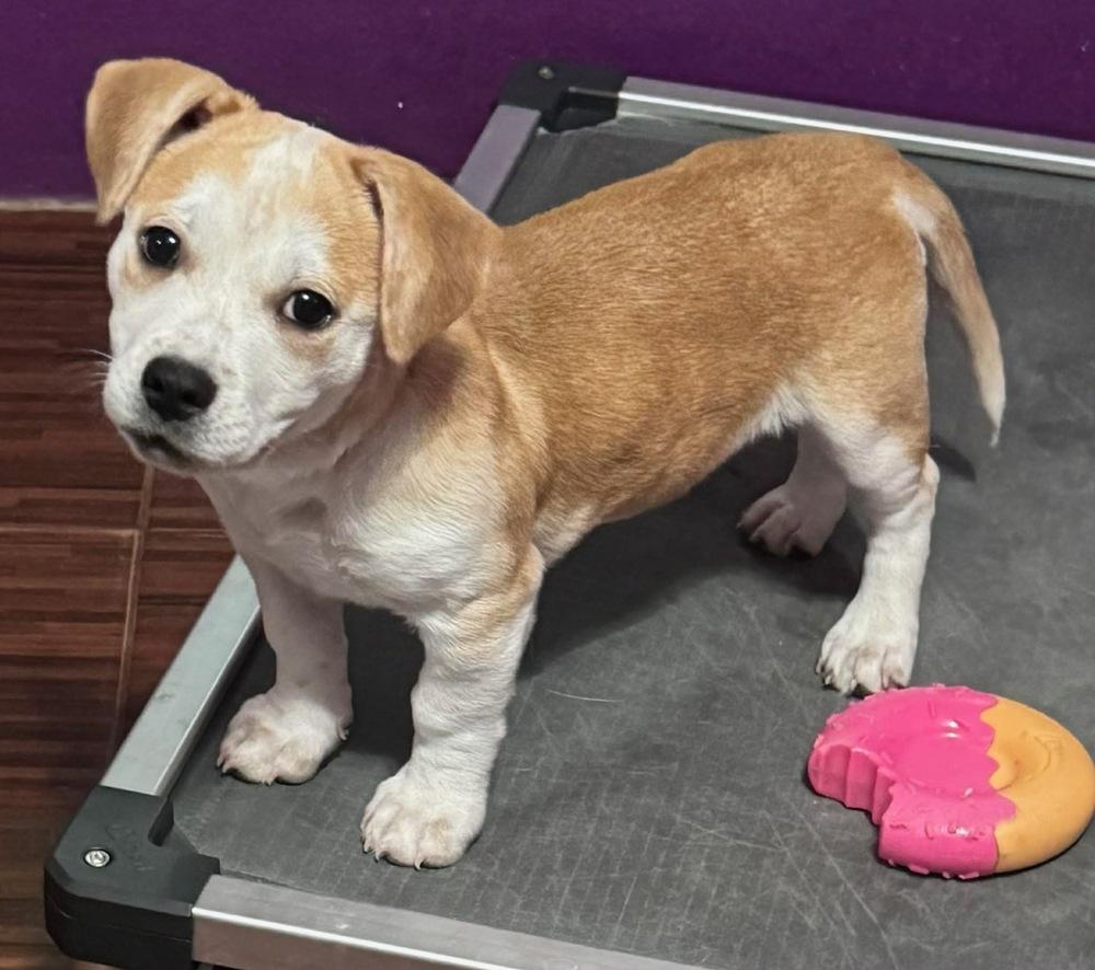 Honey, Adoptable, Young Female Australian Cattle Dog / Blue Heeler & Chihuahua.