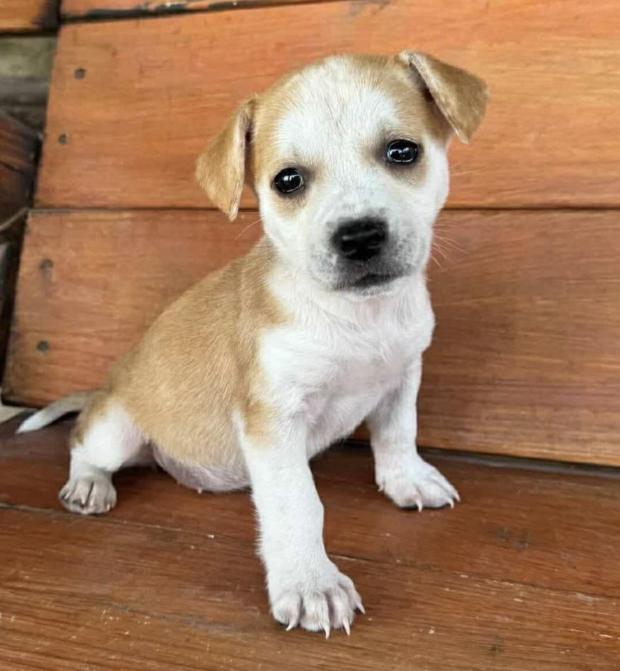 Enlarge Honey, a Adoptable mixed breed in Commerce City, CO image 2/3