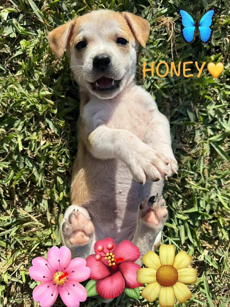 Enlarge Honey, a Adoptable mixed breed in Commerce City, CO image 3/3