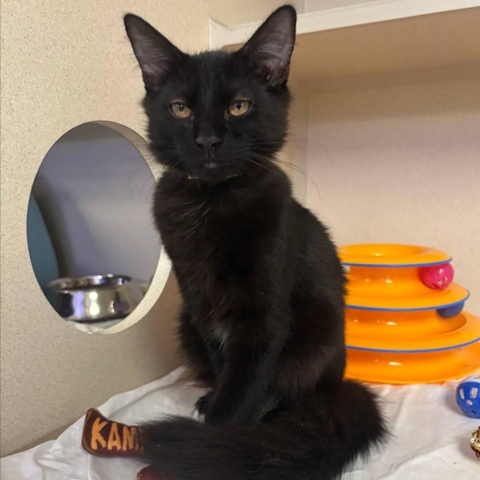 Enlarge Paisley, a Adoptable Domestic Medium Hair in Westhampton, NY image 2/2