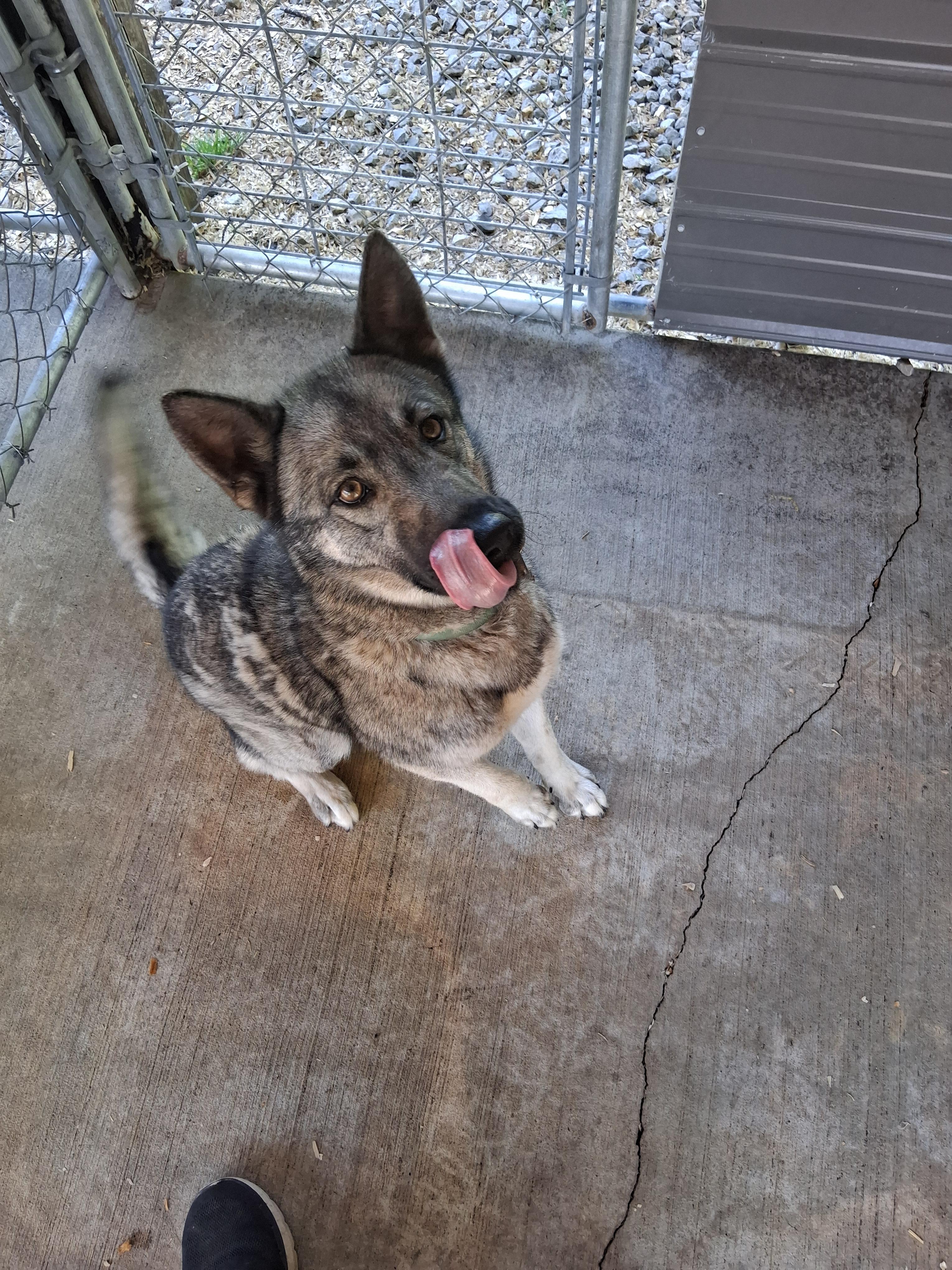 Tala, Adoptable, Young Female Husky & German Shepherd Dog.