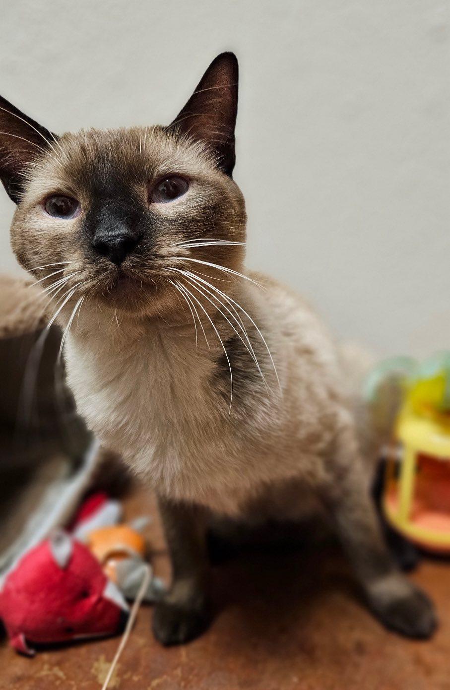 Luigi, a Adopted Domestic Short Hair in Midland, TX image 1/2