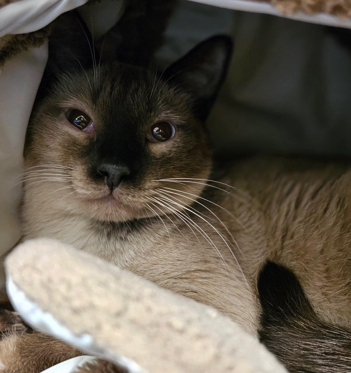 Luigi, a Adopted Domestic Short Hair in Midland, TX image 2/2