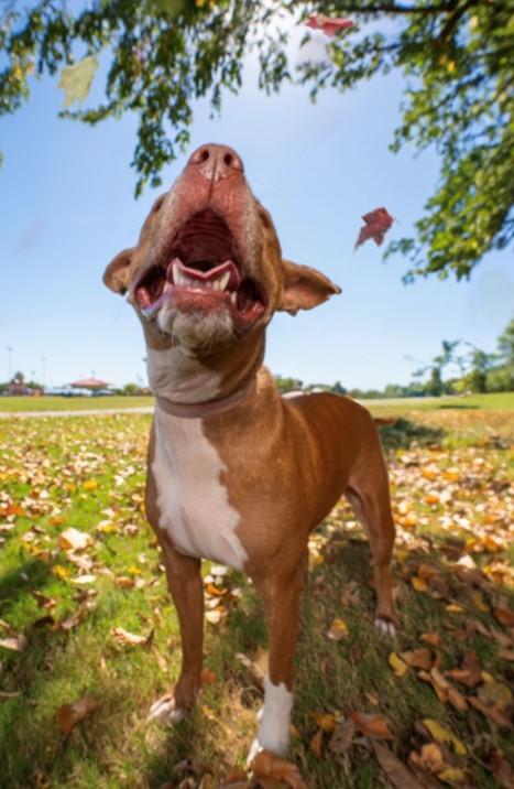 Cookie  Sweet  thumbnail 2