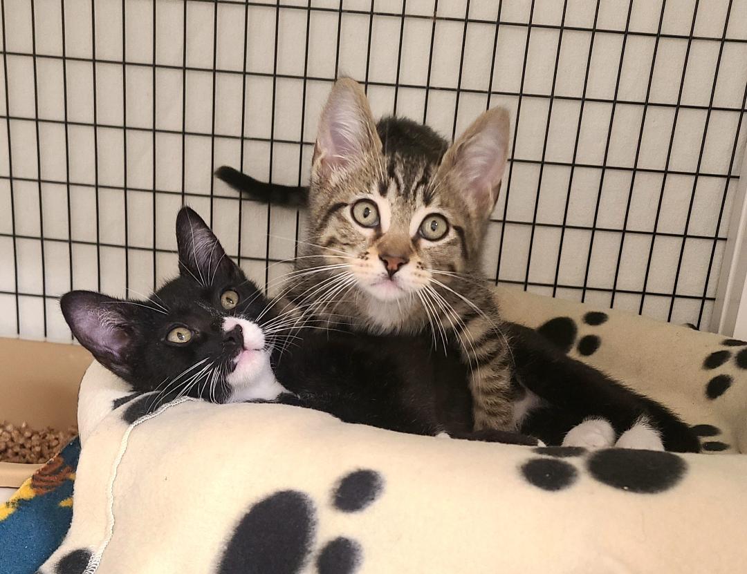 Enlarge The Legend of Korra kittens, a ADOPTABLE Domestic Short Hair in Kirkland, WA image 1/2