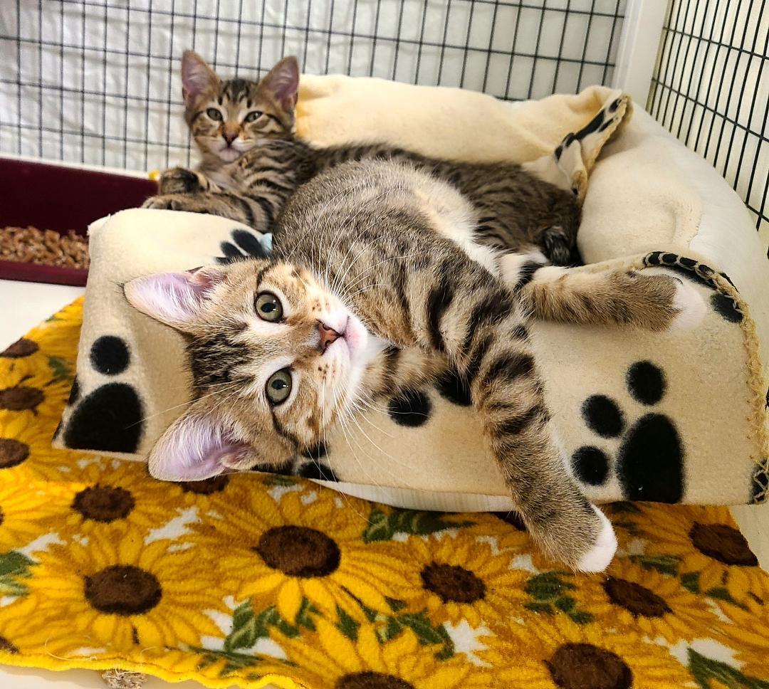 Enlarge The Legend of Korra kittens, a ADOPTABLE Domestic Short Hair in Kirkland, WA image 2/2