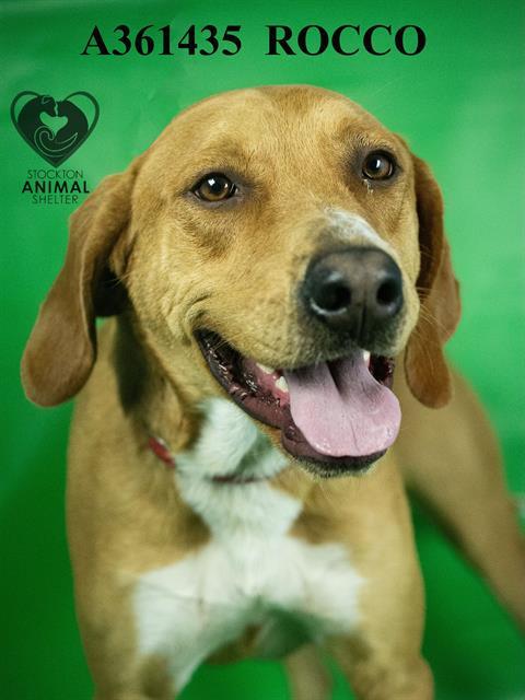 Rocco