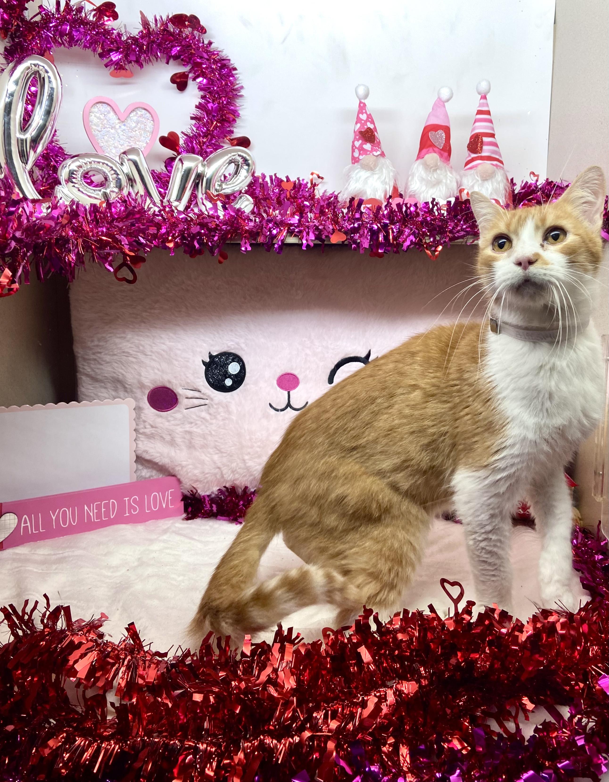 Nano, Adopted, Adult Male Tabby.