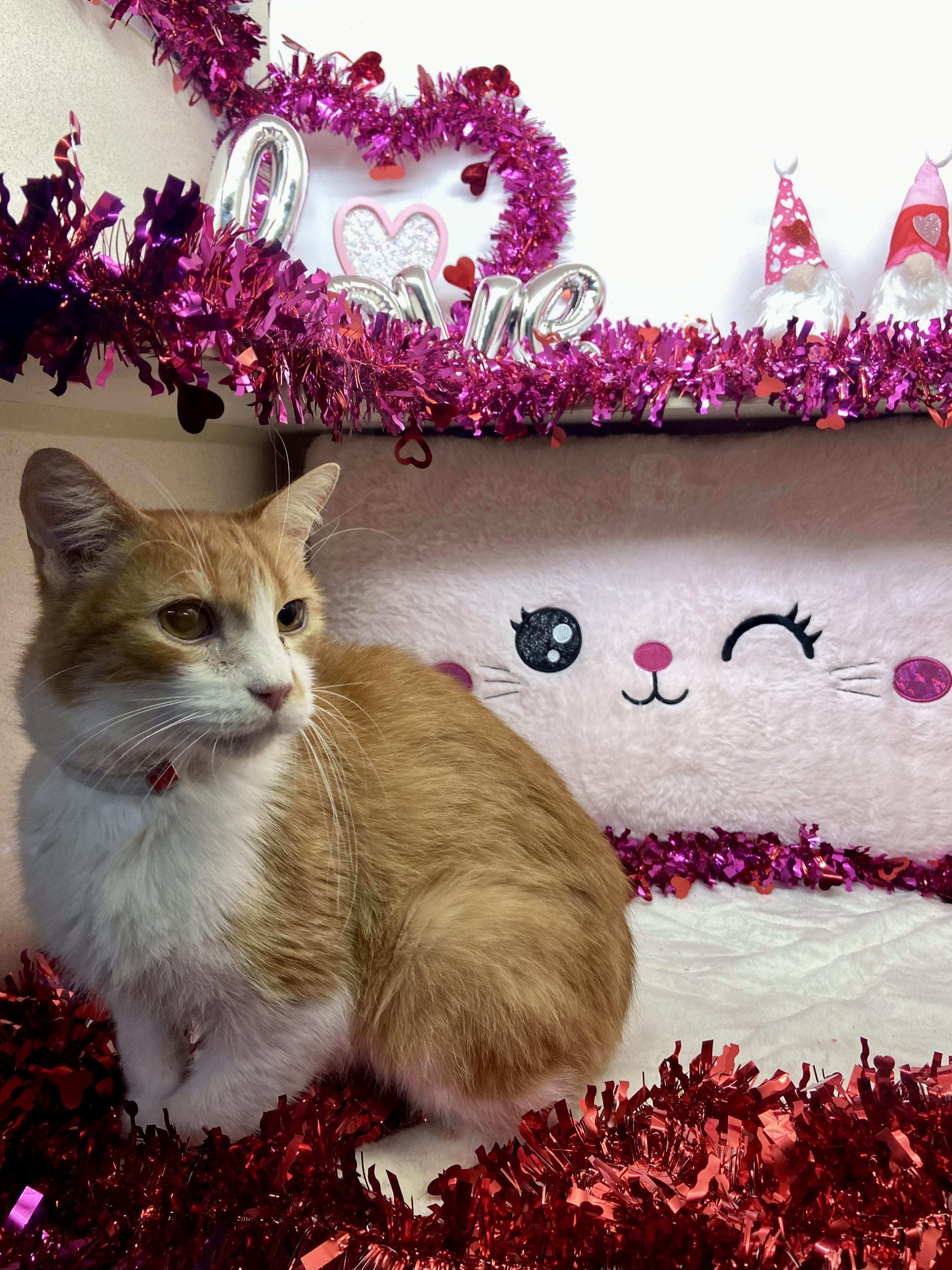 Enlarge Nano, a Adopted Tabby in Sunbright, TN image 2/4