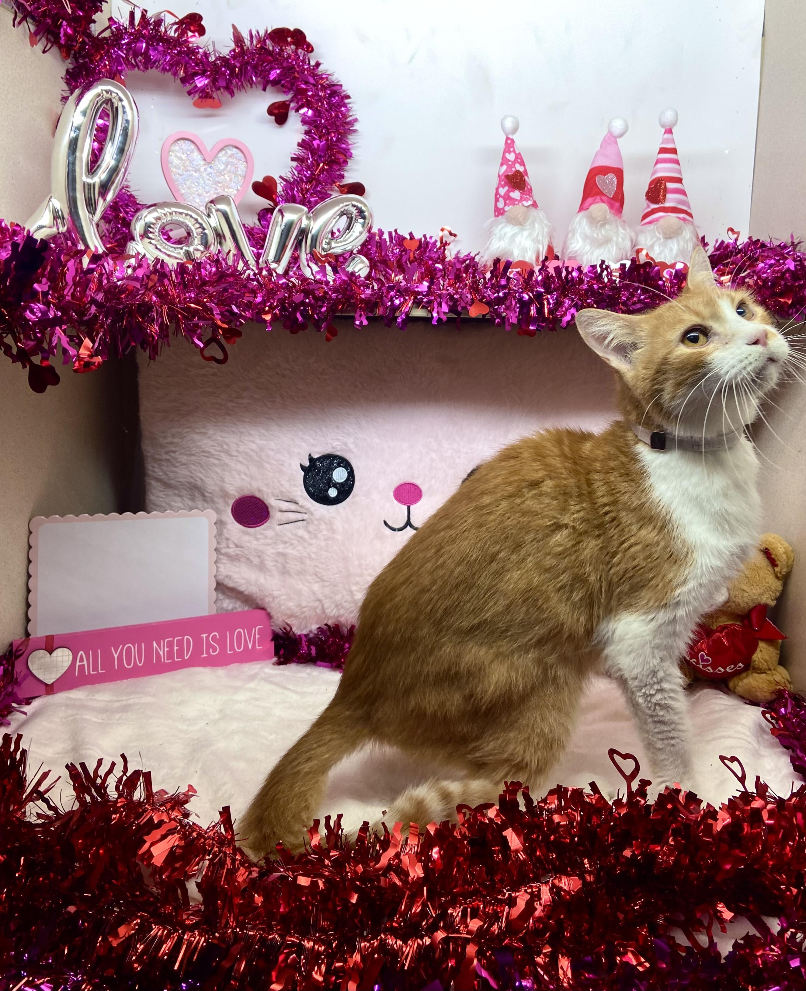 Enlarge Nano, a Adopted Tabby in Sunbright, TN image 3/4