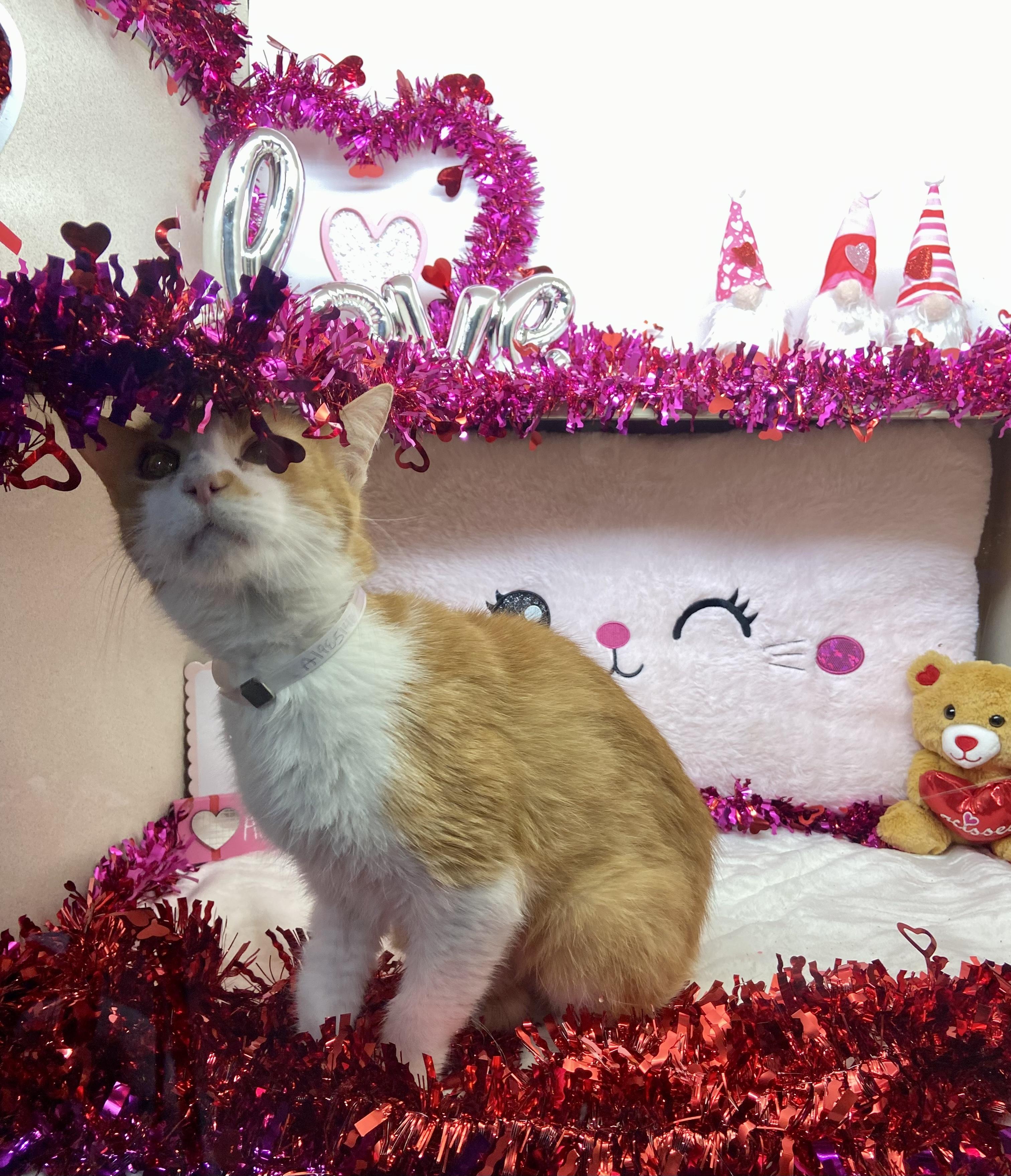 Enlarge Nano, a Adopted Tabby in Sunbright, TN image 4/4