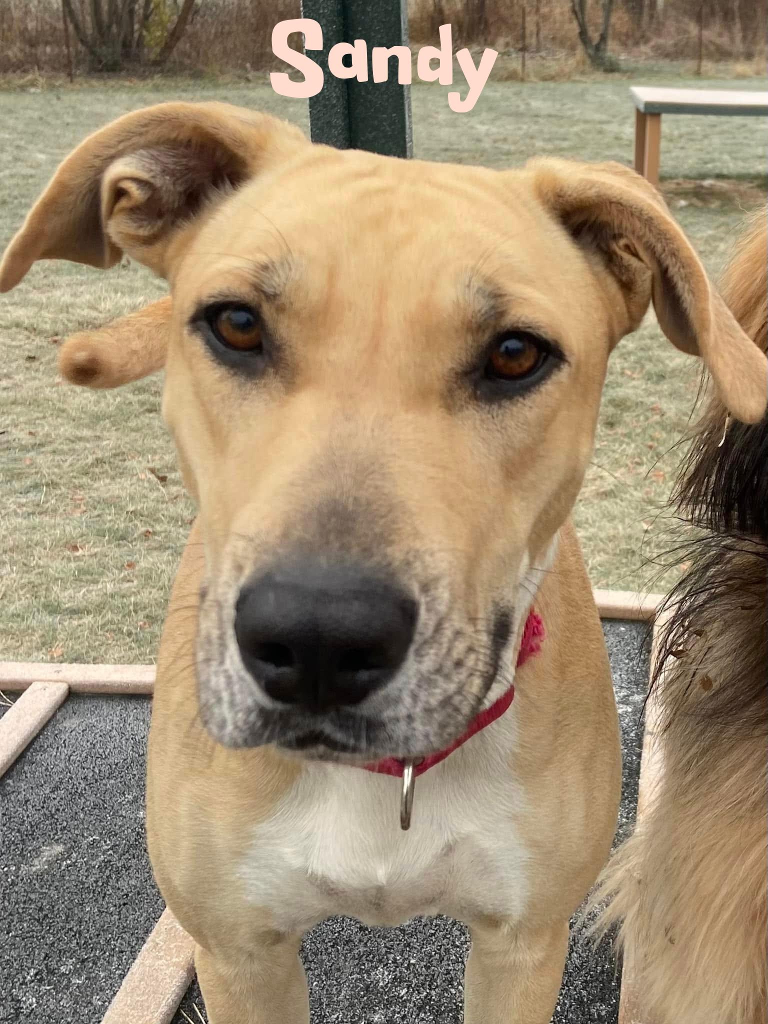 Enlarge Sandy, a Adoptable mixed breed in Elburn, IL image 3/5