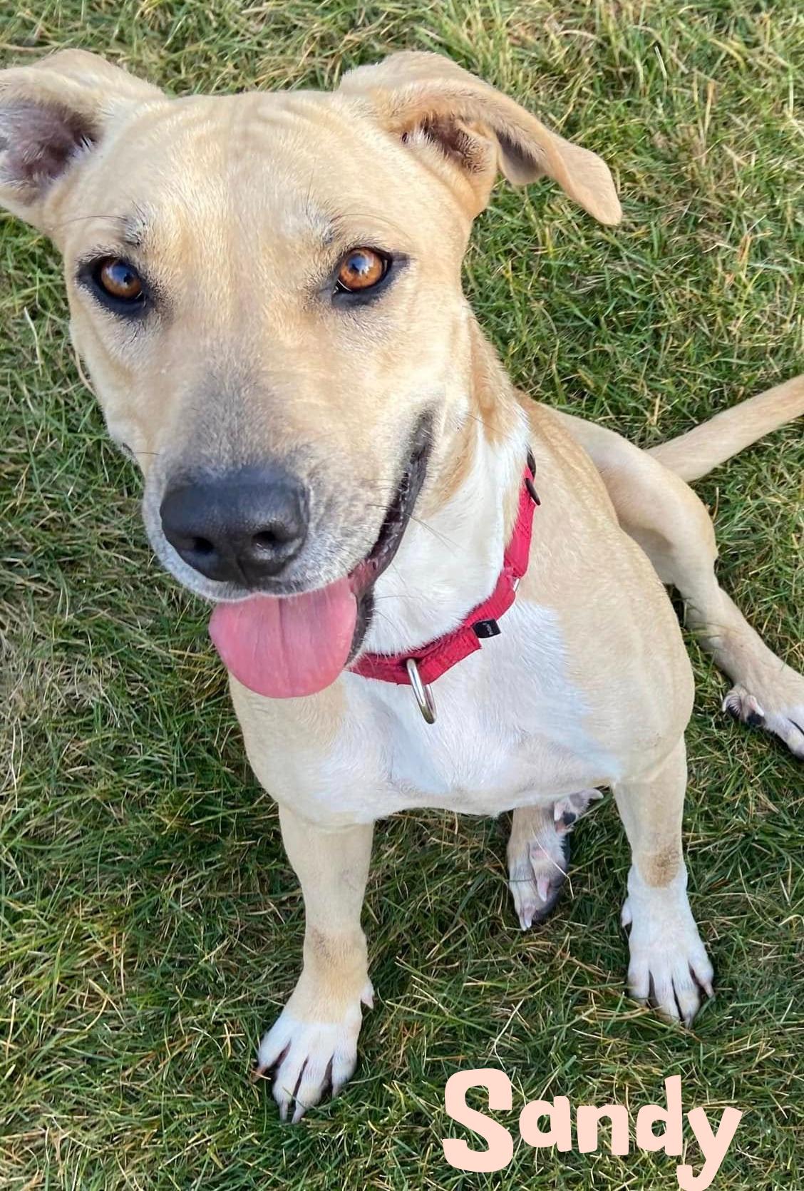 Enlarge Sandy, a Adoptable mixed breed in Elburn, IL image 1/5