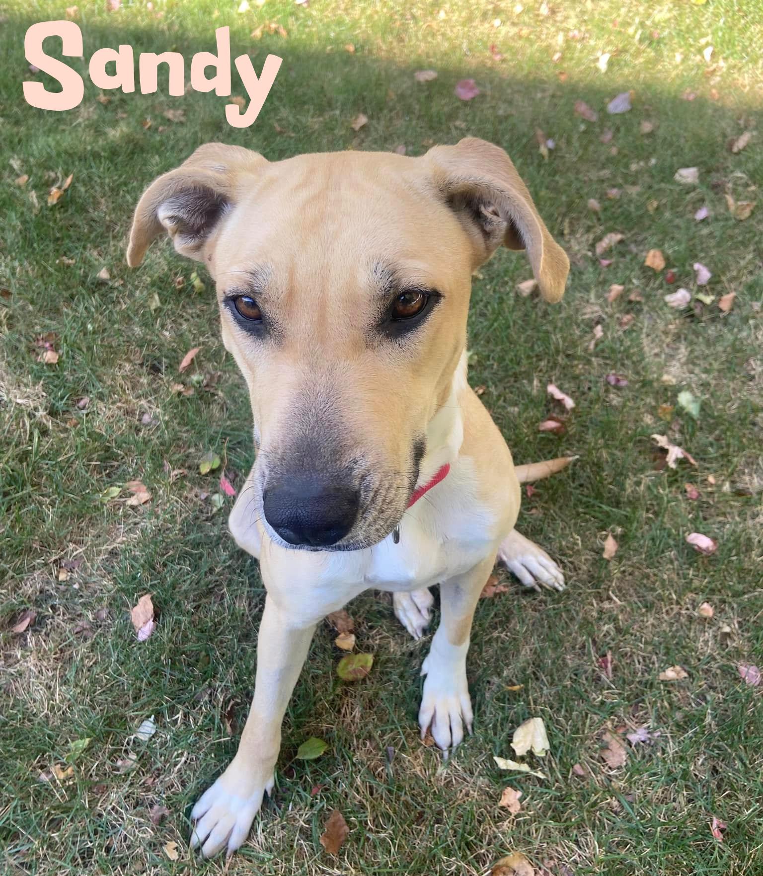 Enlarge Sandy, a Adoptable mixed breed in Elburn, IL image 2/5